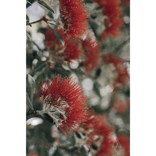 Made On Earth Microfibre Teatowel Pohutukawa